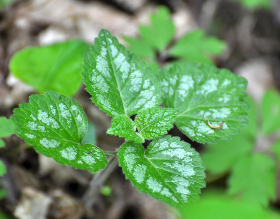 Lamium galeobdolon (L.) L.