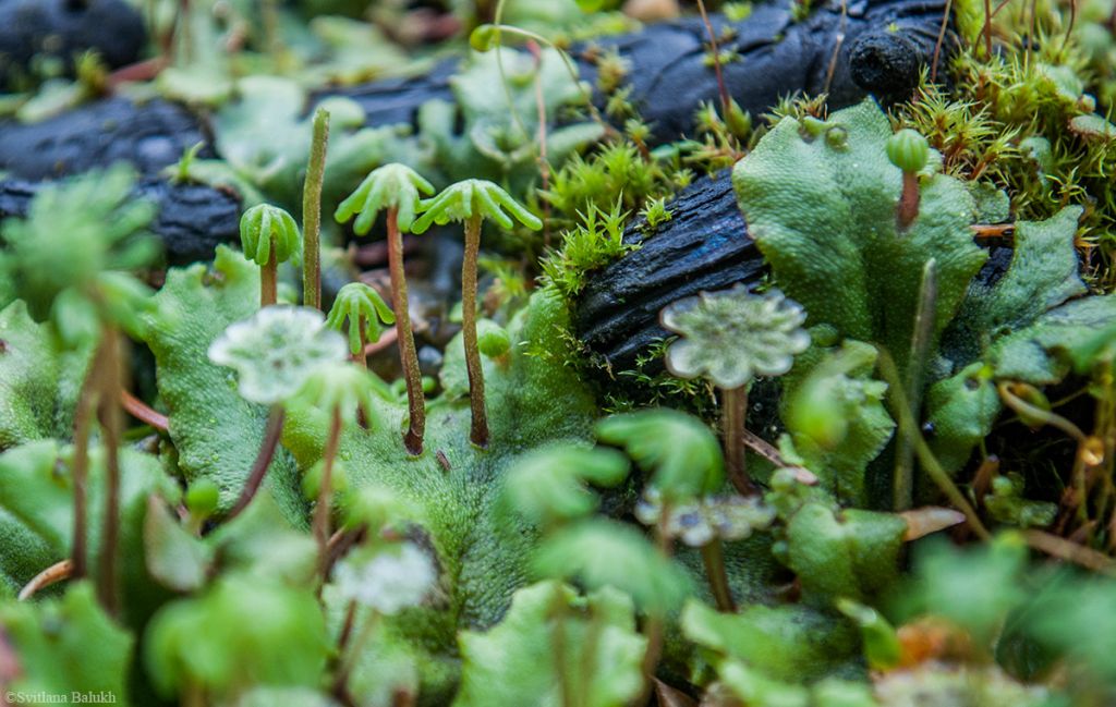 Marchantia polymorpha L.