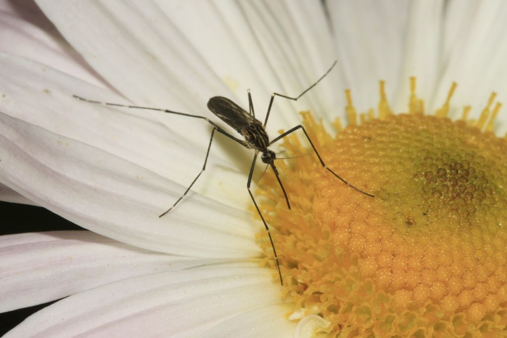 Culicidae Meigen, 1818