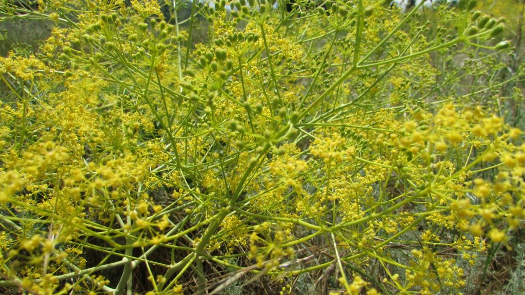 Ferula caspica M.Bieb.