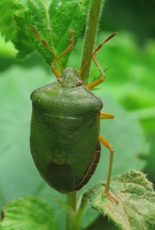 Palomena prasina (Linnaeus, 1761)