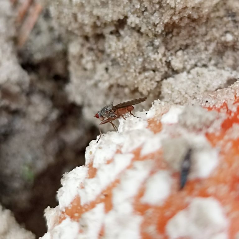 Heleomyzidae Westwood, 1840