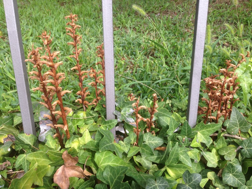 Orobanche hederae Duby