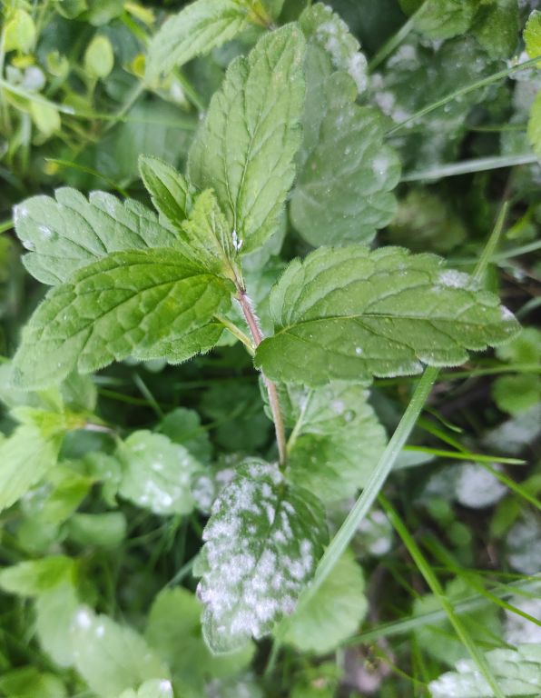 Erysiphaceae
