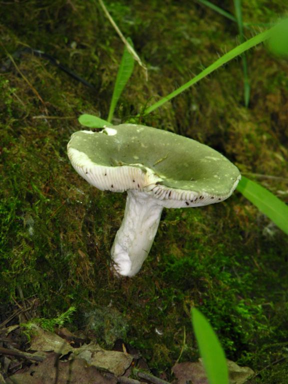 Russula