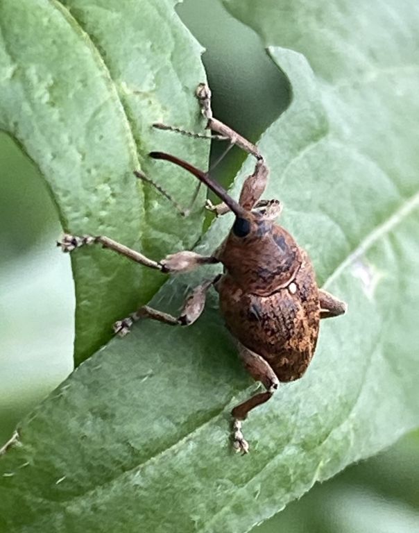 Curculio glandium Marsham, 1802