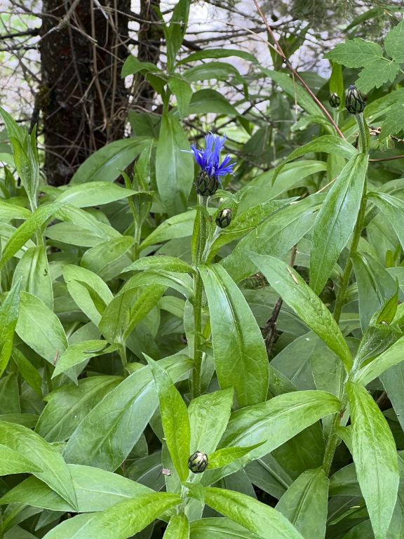 Centaurea maramarosiensis (Jáv.) Czerep.