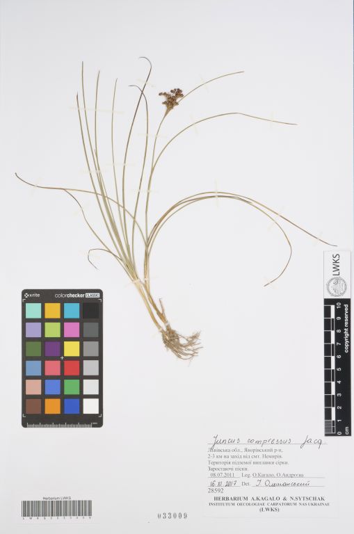 Juncus compressus Jacq.