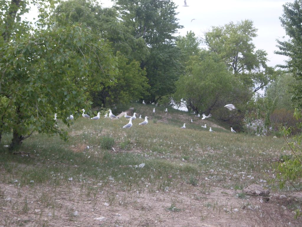 Larus cachinnans Pallas, 1811
