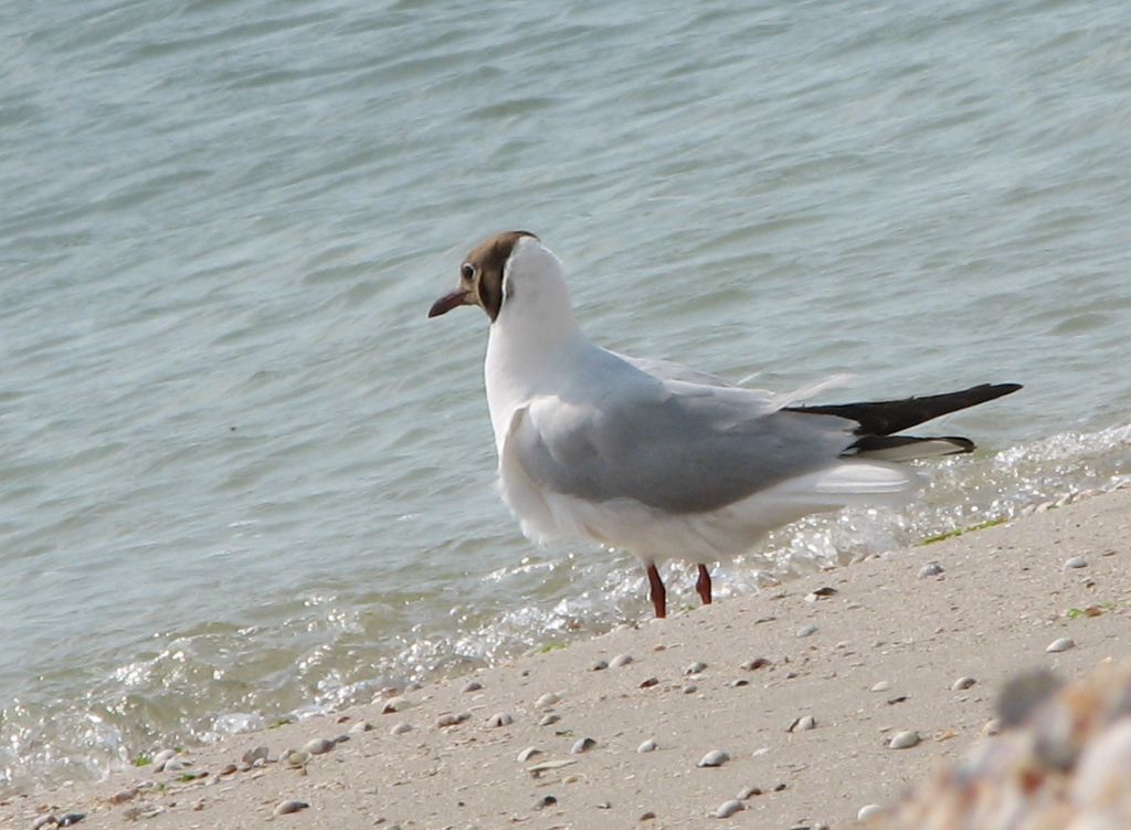 Chroicocephalus ridibundus (Linnaeus, 1766)
