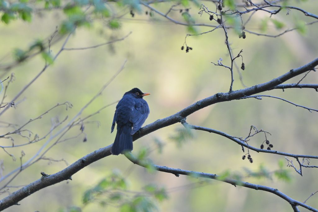 Turdus merula Linnaeus, 1758