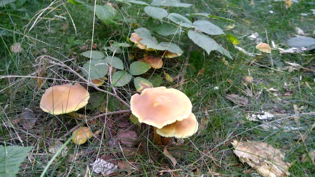 Hypholoma fasciculare (Huds.) P.Kumm.