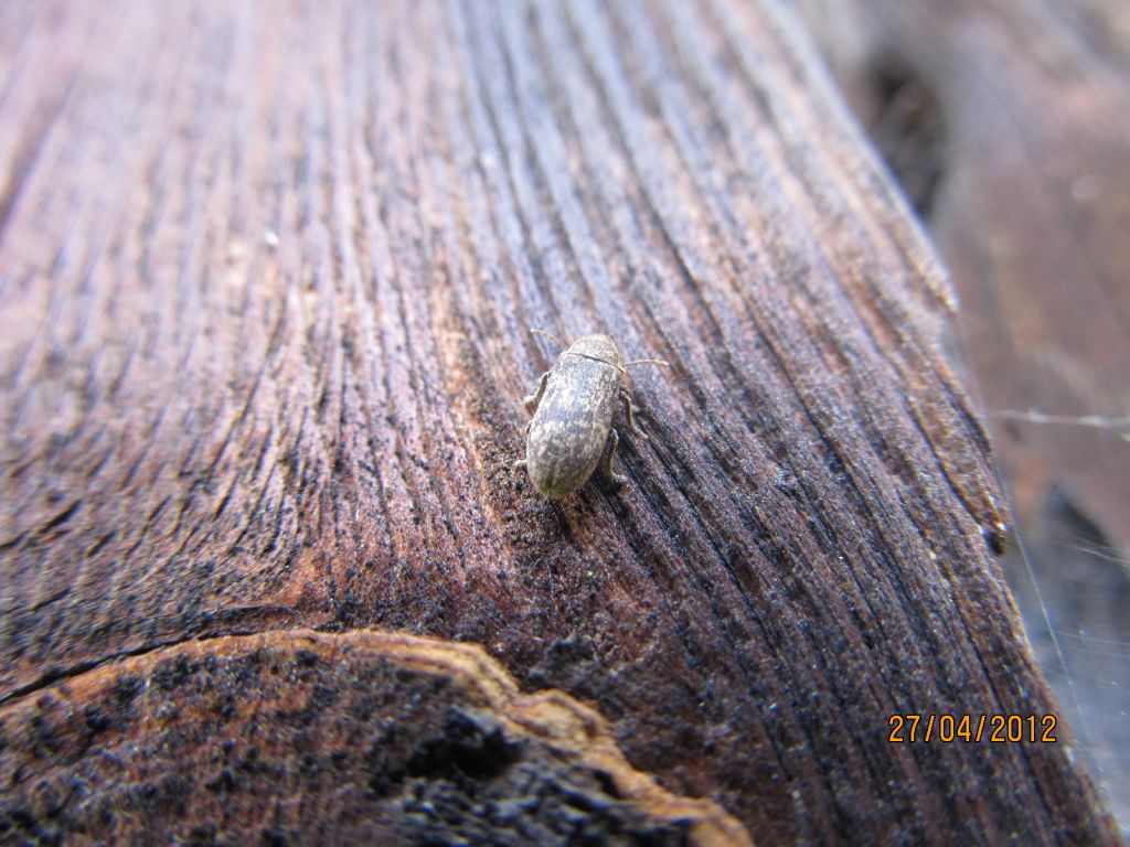 Xestobium (Xestobium) rufovillosum (De Geer, 1774)