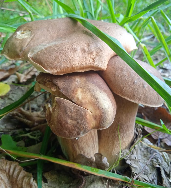 Boletus reticulatus Schaeff.