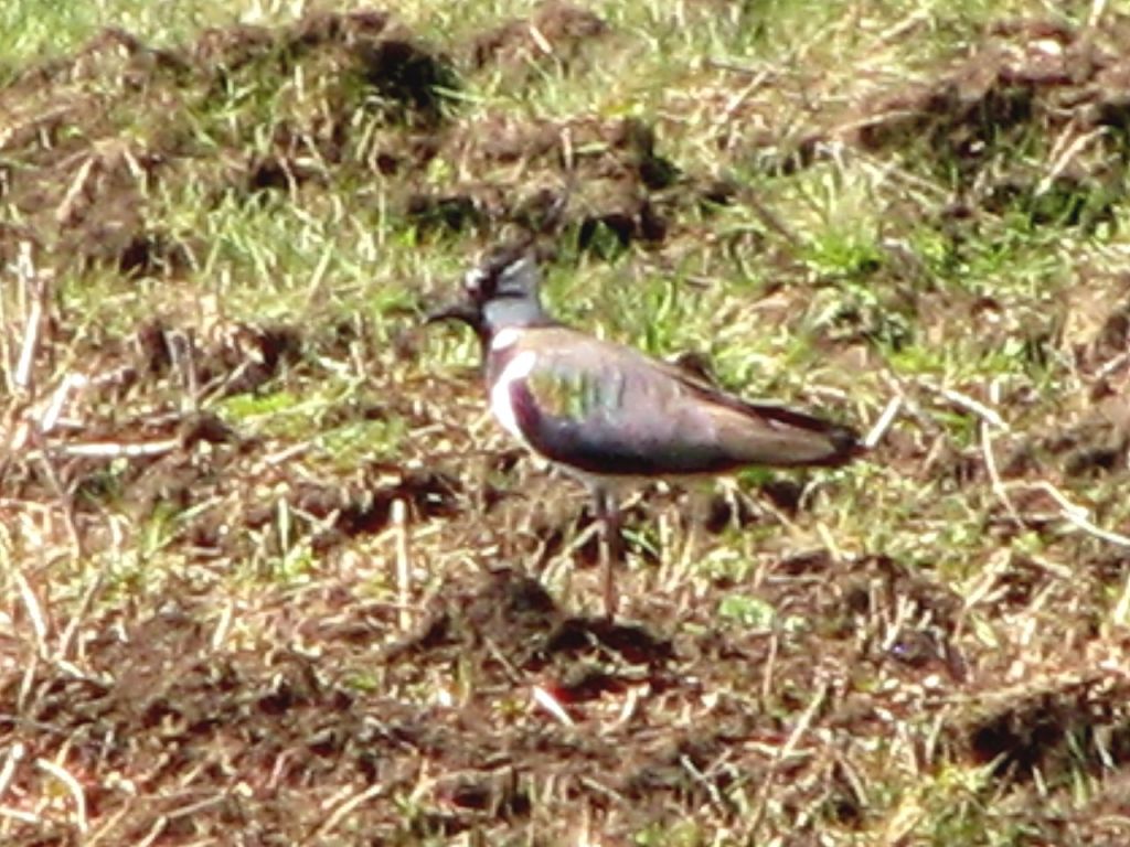 Vanellus vanellus (Linnaeus, 1758)