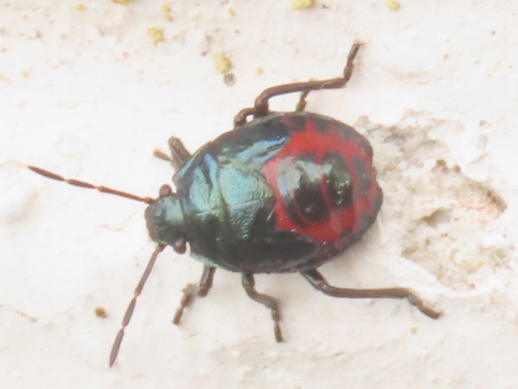 Zicrona caerulea (Linnaeus, 1758)