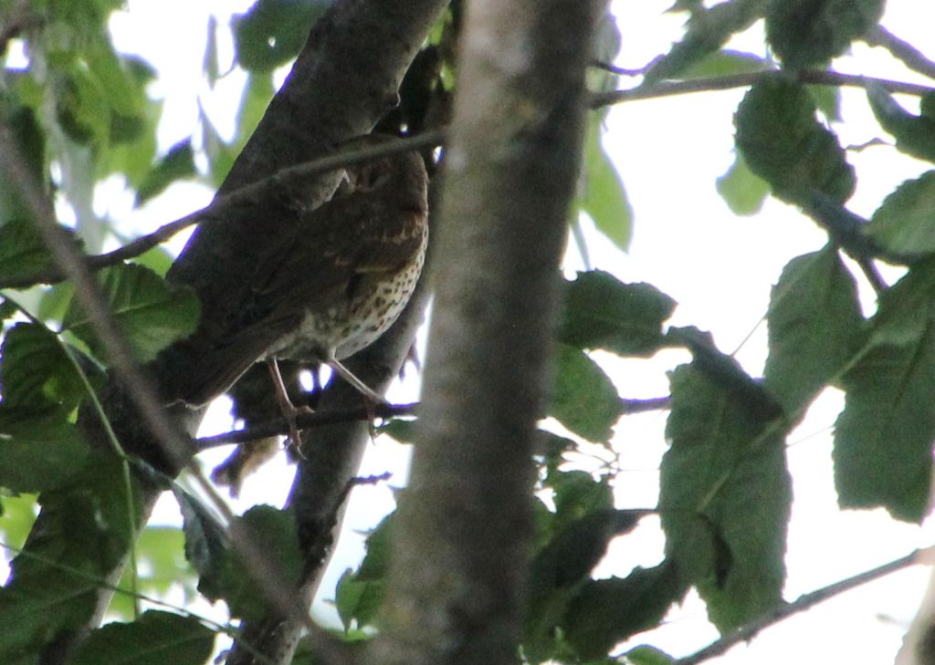 Turdus philomelos C.L.Brehm, 1831