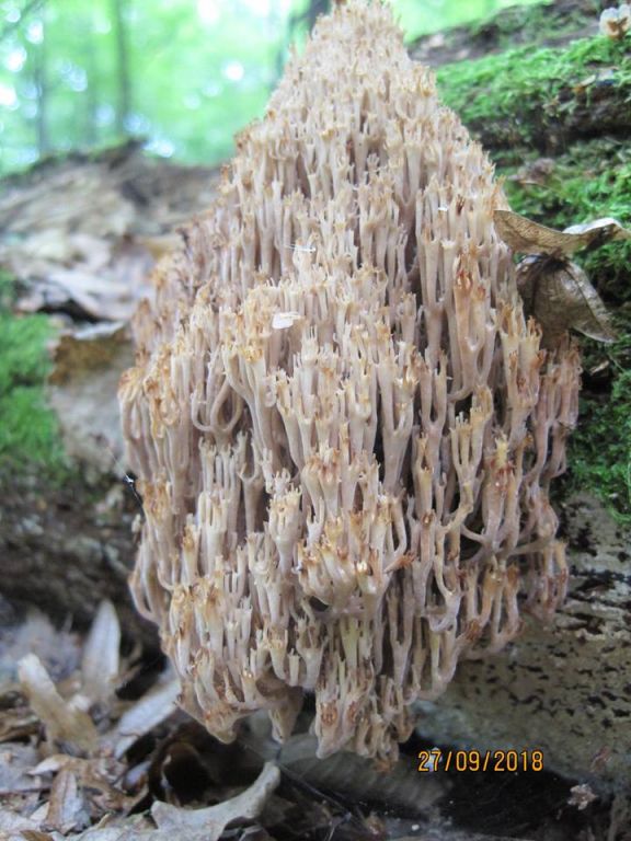 Artomyces pyxidatus (Pers.) Jülich