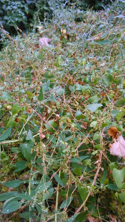 Fallopia dumetorum (L.) Holub