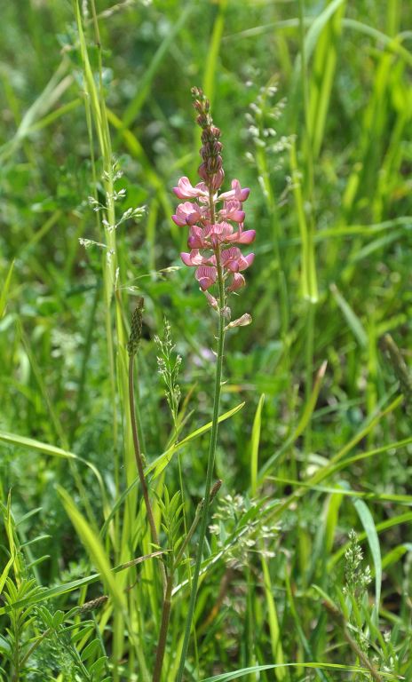 Astragalus onobrychis L.