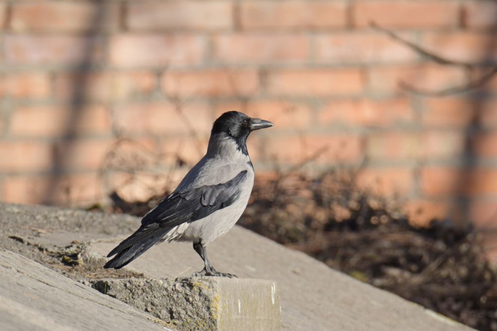 Corvus cornix Linnaeus, 1758