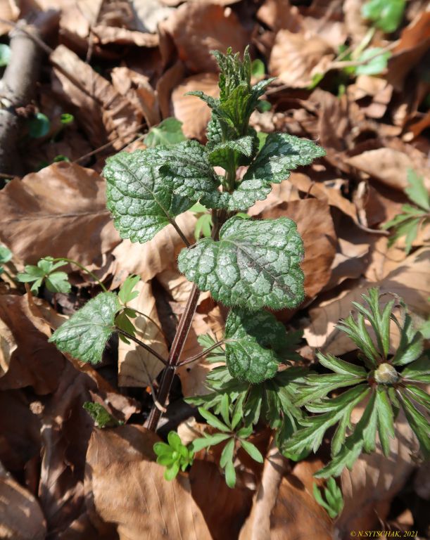 Lamium galeobdolon (L.) L.