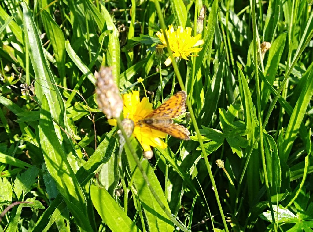 Boloria (Clossiana) selene (Denis & Schiffermüller, 1775)