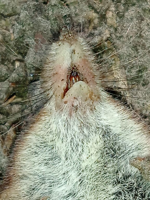 Sorex araneus Linnaeus, 1758