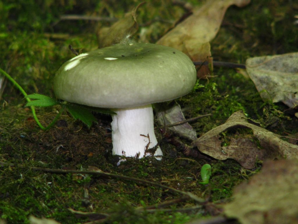 Russula