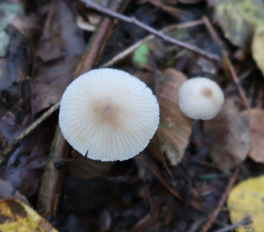 Mycena