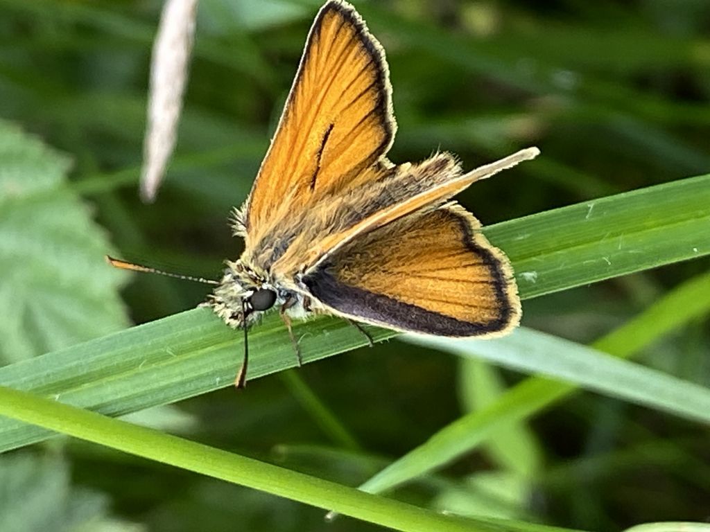Thymelicus sylvestris (Poda von Neuhaus, 1761)