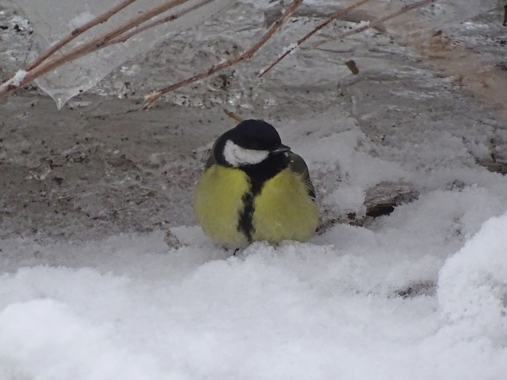 Parus major Linnaeus, 1758