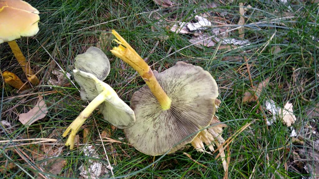 Hypholoma fasciculare (Huds.) P.Kumm.