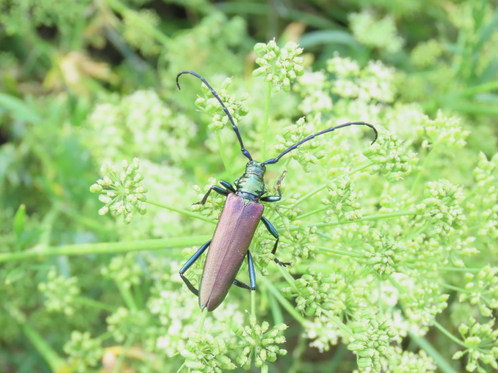Aromia moschata (Linnaeus, 1758)