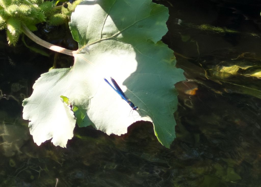 Calopteryx splendens (Harris, 1782)