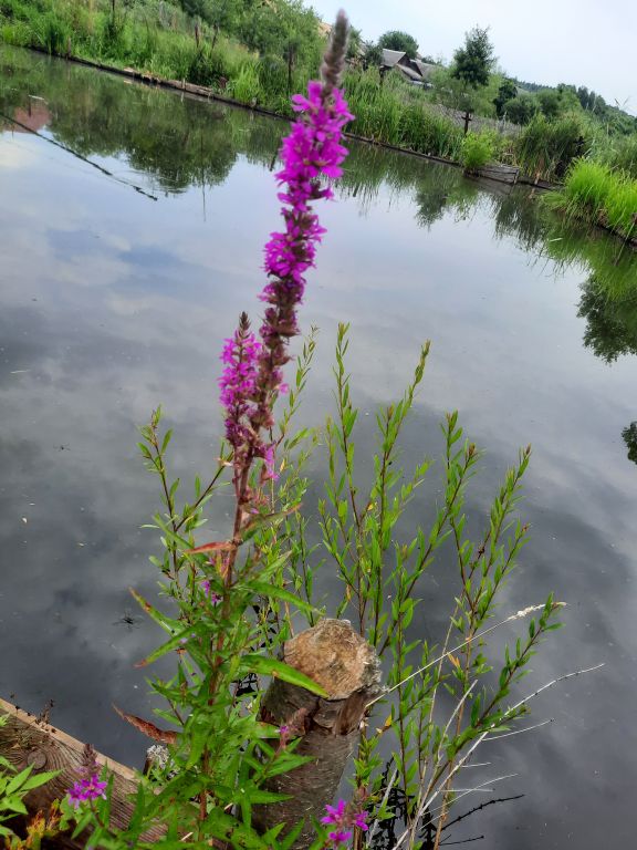 Lythrum salicaria L.