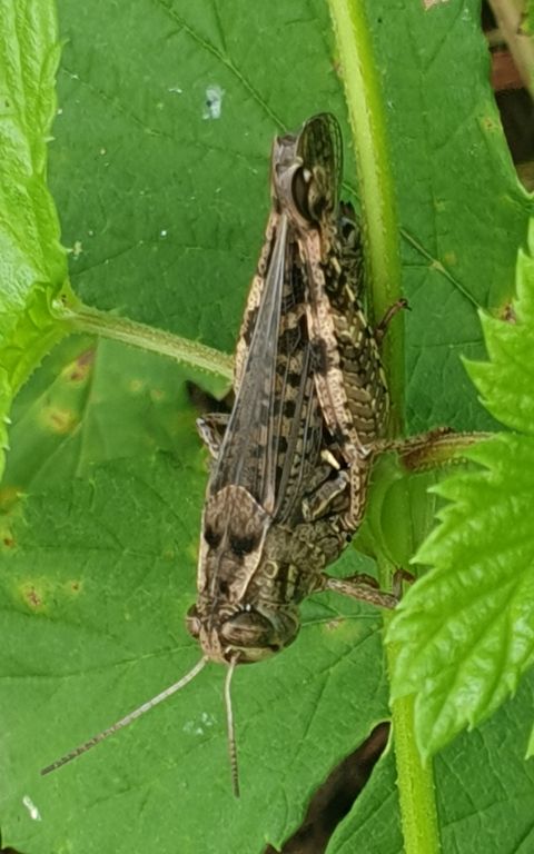 Calliptamus italicus (Linnaeus, 1758)