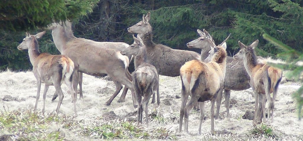 Cervus elaphus Linnaeus, 1758