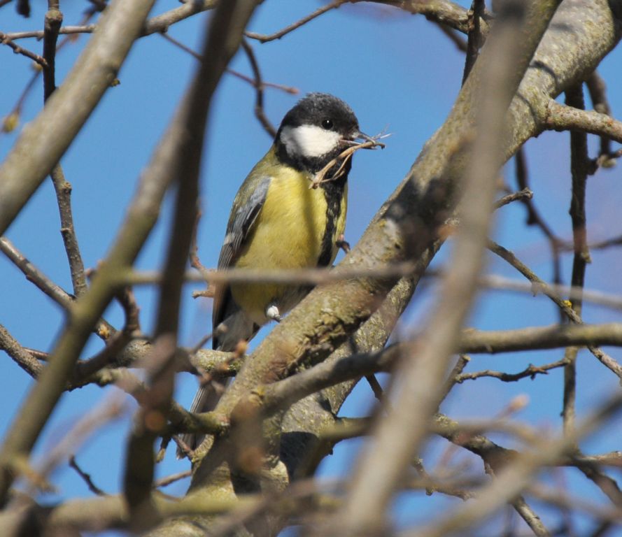 Parus major Linnaeus, 1758