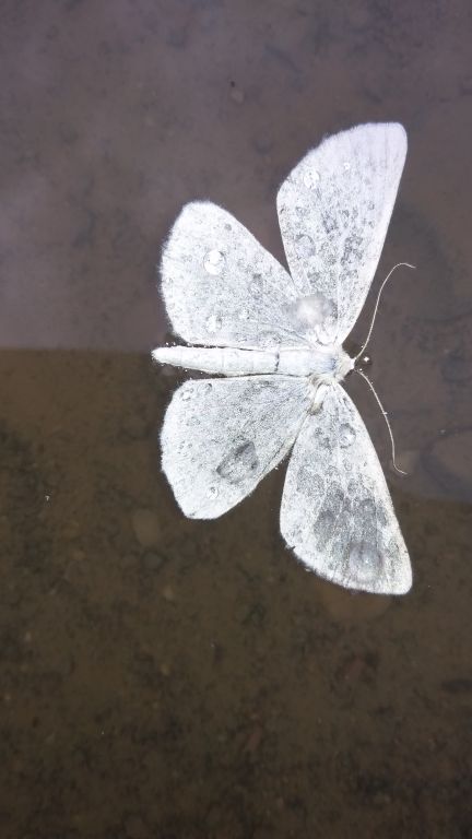 Geometridae