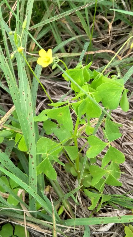 Oxalis L.