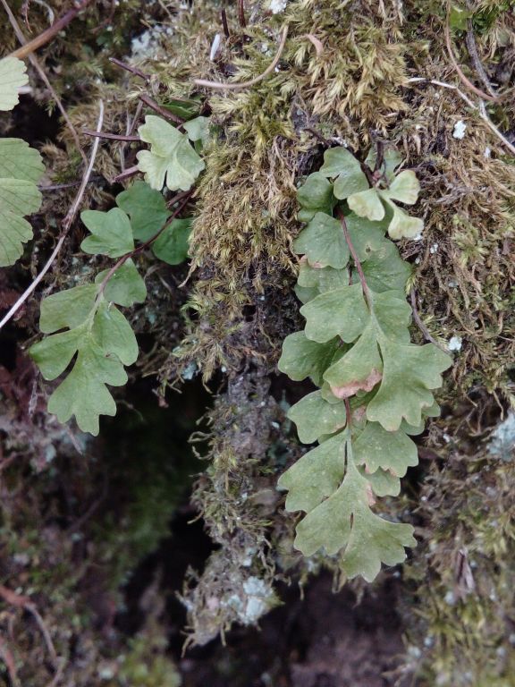Asplenium trichomanes L.