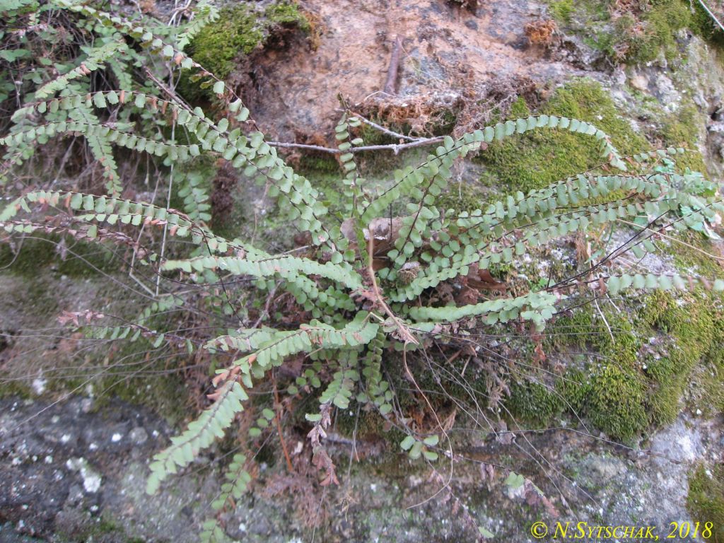 Asplenium trichomanes L.