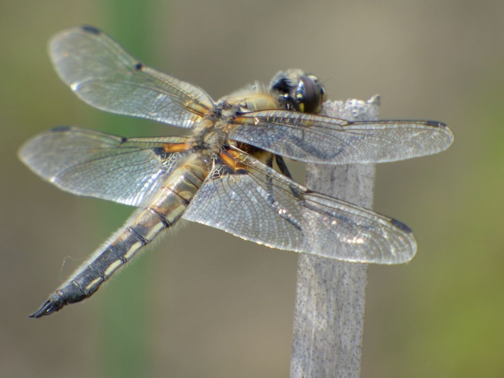 Libellula quadrimaculata Linnaeus, 1758