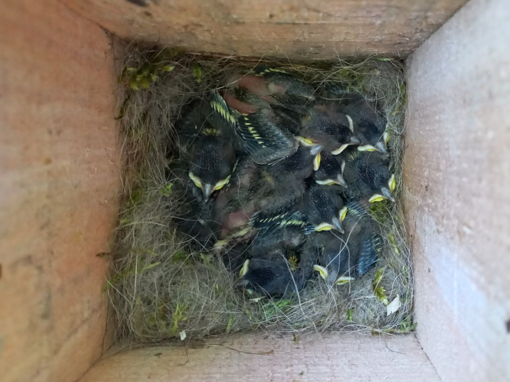 Parus major Linnaeus, 1758