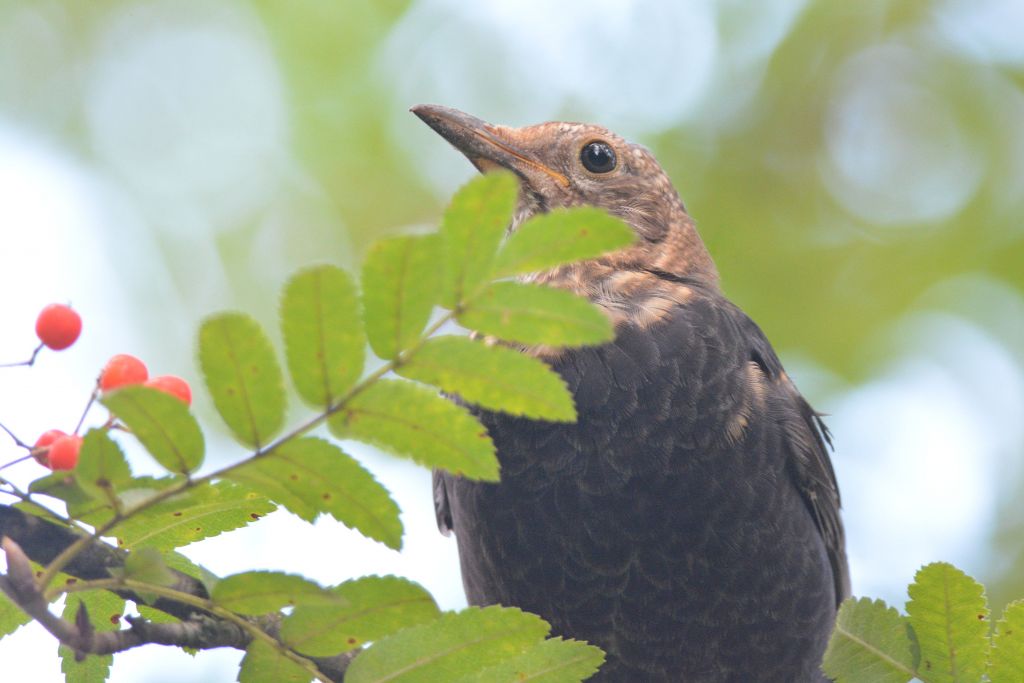 Turdus merula Linnaeus, 1758