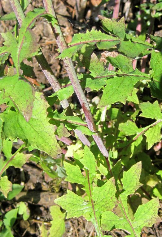 Lactuca muralis (L.) E.Mey.