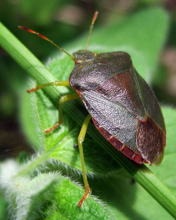 Palomena prasina (Linnaeus, 1761)