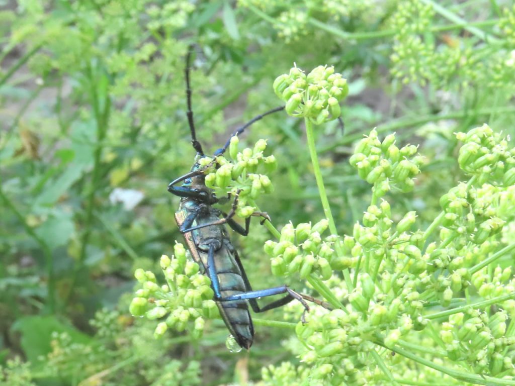 Aromia moschata (Linnaeus, 1758)