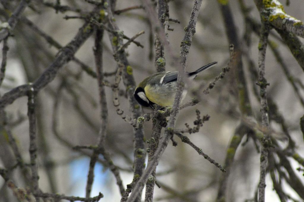 Parus major Linnaeus, 1758